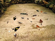 06.01.11.ButterflyGarden3.jpg