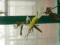 06.01.11.InsectsFarm.LeafInsect.jpg