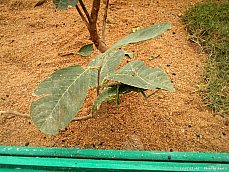 06.01.11.InsectsFarm.LeafInsect1.jpg