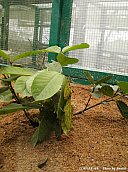 06.01.11.InsectsFarm.LeafInsect2.jpg