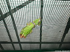 06.01.11.InsectsFarm.LeafInsect3.jpg