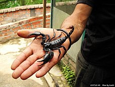 06.01.11.InsectsFarm.Scorpion.jpg
