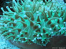 06.01.18.ScienceCentre.Coral.jpg