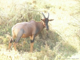 0815_Serengeti-11.jpg