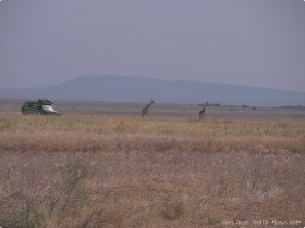 0815_Serengeti-2.jpg