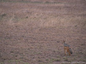 0815_Serengeti-5.jpg