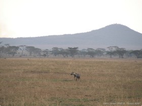 0815_Serengeti-6.jpg