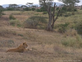 0815_Serengeti-7.jpg
