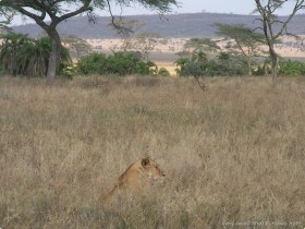 0816_Serengeti-14.jpg