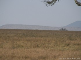 0816_Serengeti-17.jpg
