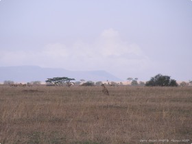 0816_Serengeti-19.jpg