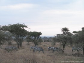 0816_Serengeti-2.jpg