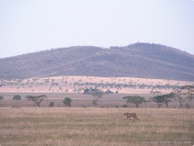 0816_Serengeti-21.jpg
