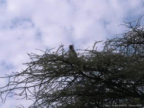 0816_Serengeti-22.jpg