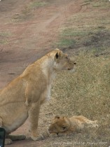 0816_Serengeti-25.jpg