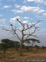 0816_Serengeti-3.jpg
