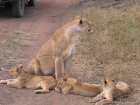 0816_Serengeti-34.jpg