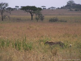 0816_Serengeti-38.jpg