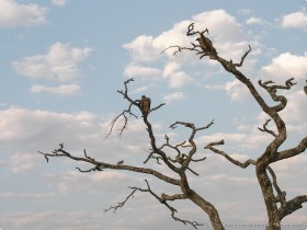 0816_Serengeti-4.jpg