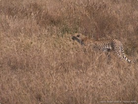 0816_Serengeti-41.jpg