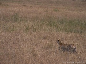 0816_Serengeti-42.jpg