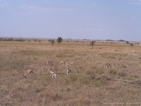 0816_Serengeti-44.jpg