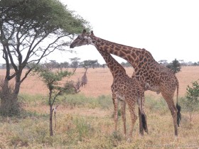 0816_Serengeti-47.jpg