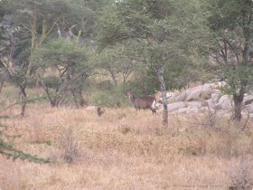 0816_Serengeti-49.jpg