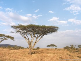 0816_Serengeti-5.jpg