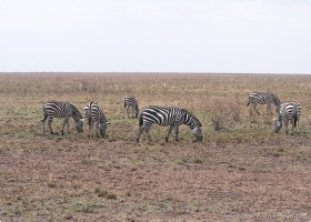 0816_Serengeti-53.jpg
