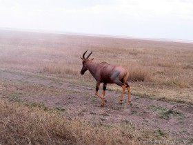 0816_Serengeti-54.jpg