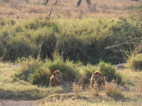 0816_Serengeti-7.jpg