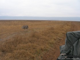 0817_Ngorongoro-11.jpg