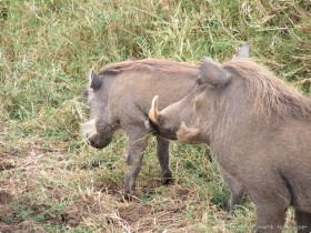 0817_Ngorongoro-16.jpg