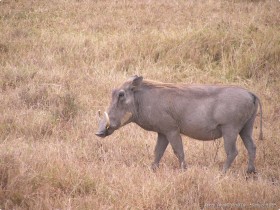 0817_Ngorongoro-3.jpg