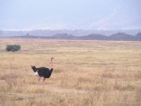 0817_Ngorongoro-4.jpg